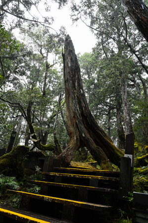 Taipingshan National Forest Recreation Area in Yilan, Taiwanの写真素材