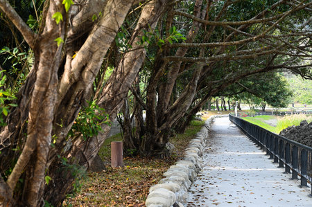 A straight path surrounded by trees in a park