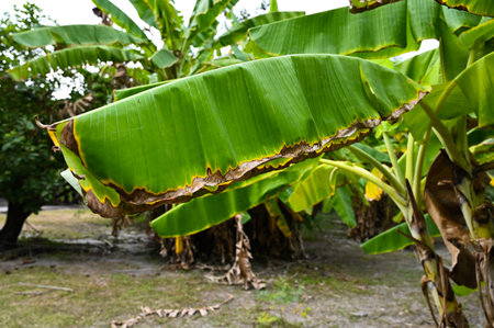 Many banana tree planted outdoorsの写真素材