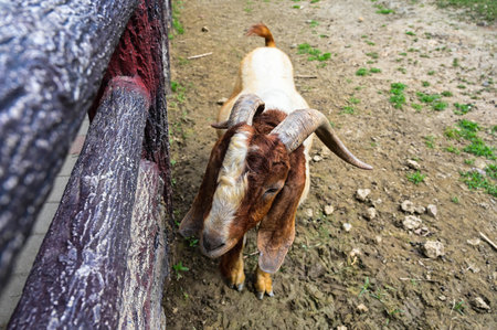 Closeup goat in the zoo.の写真素材