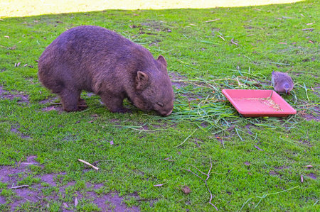 Wombat is eating grassの写真素材