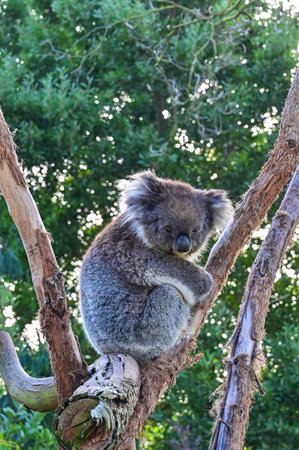 Koala on the tree, Moonlit sanctuary, Melbourne, Australiaの写真素材