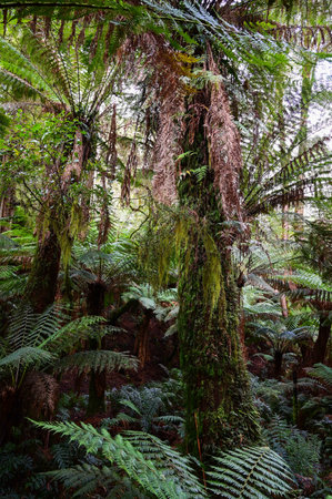 Great Otway National Park in Melbourne VIC, Australiaの写真素材
