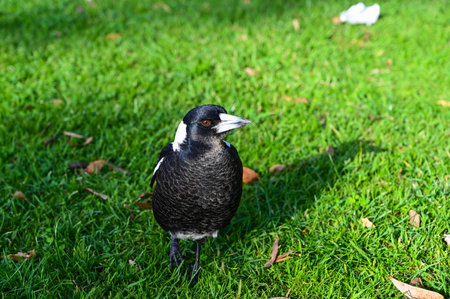 Gymnorhina tibicen in the grass.の写真素材