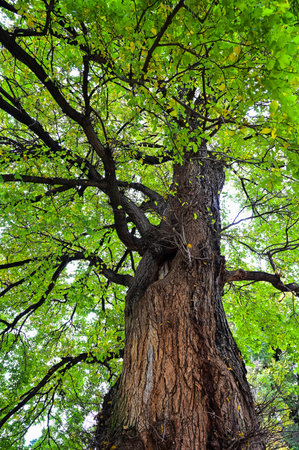 Autumn park scene at Melbourne, Australia in May.の写真素材
