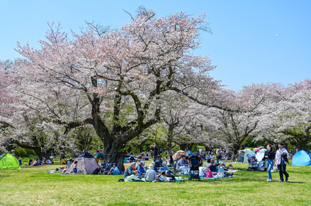 Tokyo, Japan - APR 14, 2024: Many people enjoy flower viewing under the cherry blossom trees in Showa Kinen Park.の写真素材