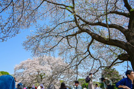 Tokyo, Japan - APR 14, 2024: Many people enjoy flower viewing under the cherry blossom trees in Showa Kinen Park.の写真素材