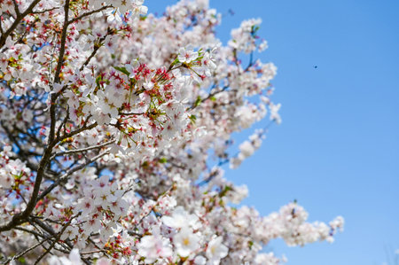 Cherry blossoms season background is blue skyの写真素材