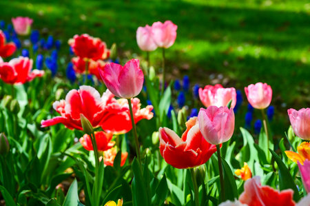 Tulip flowers in Showa Kinen Park at Tokyo, Japan.の写真素材