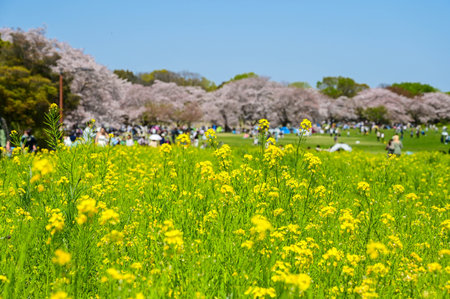 Tokyo, Japan - APR 14, 2024: Rapeseed and cherry blossom season in Showa Kinen Park, Tokyo, Japan.の写真素材
