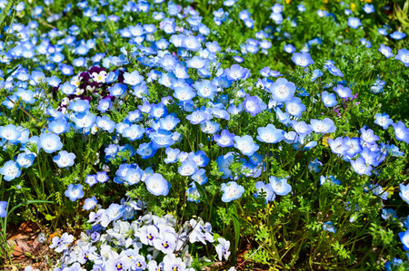 Nemophila flowers in the park.の写真素材