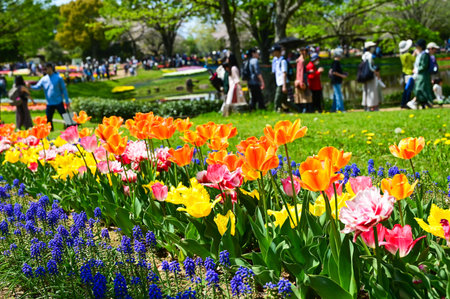 Tulip flowers in Showa Kinen Park at Tokyo, Japan.の写真素材