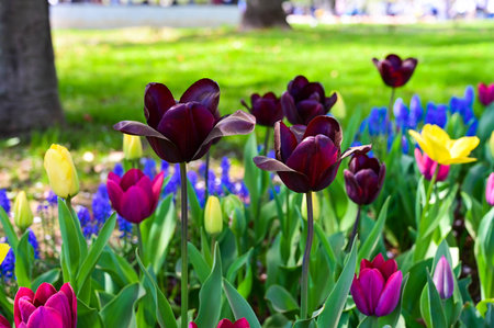 Tulip flowers in Showa Kinen Park at Tokyo, Japan.の写真素材