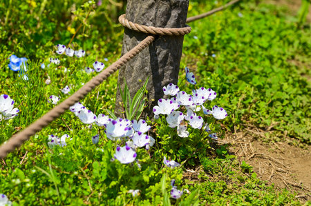 Purple nemophila flowers blooming in the countrysideの写真素材