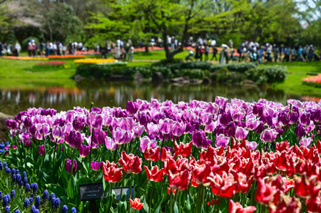 Tulipa gesneriana in Showa Kinen Park at Tokyo, Japan.の写真素材