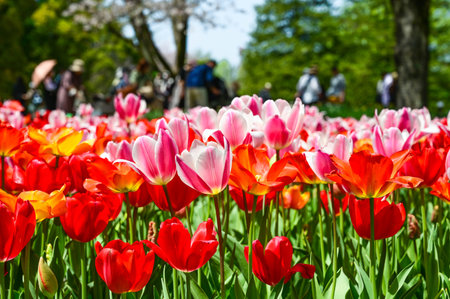 Tulipa gesneriana in Showa Kinen Park at Tokyo, Japan.の写真素材