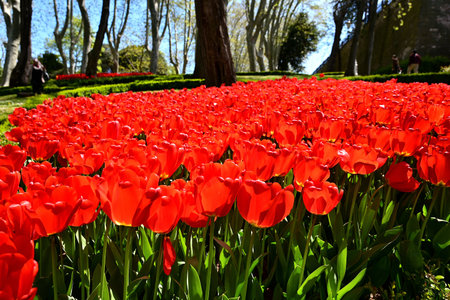 Colorful tulips in TÃ¼rkiye in Aprilの写真素材
