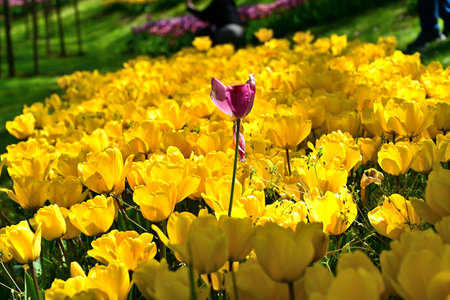 Colorful tulips in TÃ¼rkiye in Aprilの写真素材