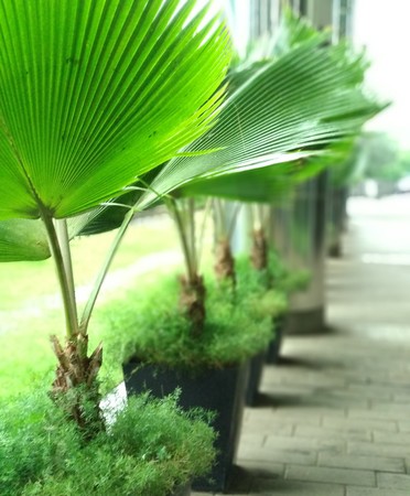 Greenery by the officeの写真素材