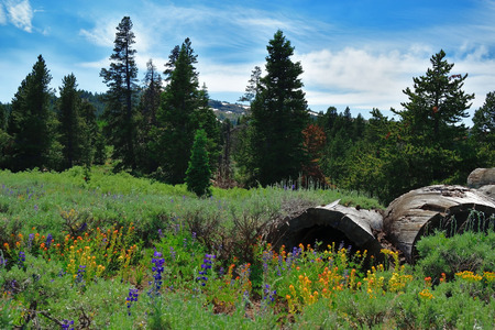 View in the Warner Mountains, Modoc County, California.の写真素材