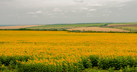 Field of sunflowers on a background of blue sky with cloudsの写真素材