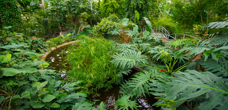 Tropical garden with pond and green plants. Nature background.の写真素材