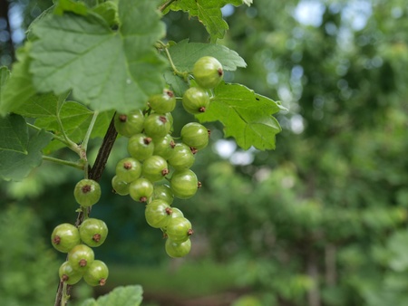 green currant on a branchの写真素材