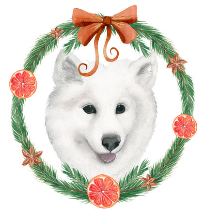 Festive watercolor illustration, white dog, Samoyed Laika in the decoration of a wreath of fir branchesの写真素材