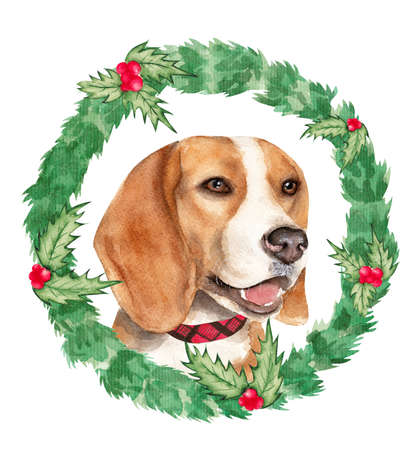 Bright watercolor illustration, beagle dog, in a frame of fir branches and holly on a white background.の写真素材