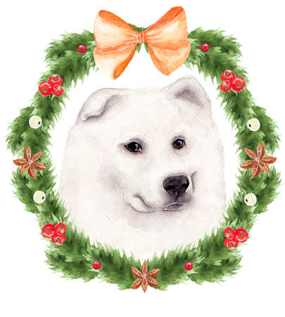 Christmas watercolor illustration, white dog, Samoyed Laika in the decoration of a wreath of fir branchesの写真素材