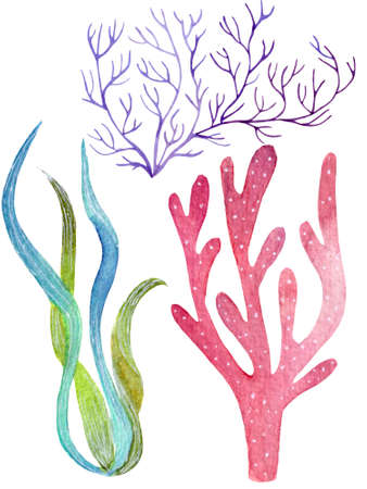 Watercolor various underwater plants collection, various colorful seaweed isolated on white...