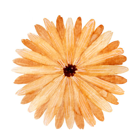 Watercolor botanical illustration, flower in autumn warm brown colors, isolated on white background.の写真素材