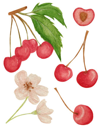 Watercolor botany collection, with various bright cherries, green leaves, cherry blossom isolated on white background. Elements for various food products, kitchen, cards etc.の写真素材