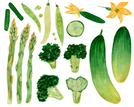 Watercolor illustration collection, broccoli, cucumber, peas isolated on white background. For various products, etc.の写真素材