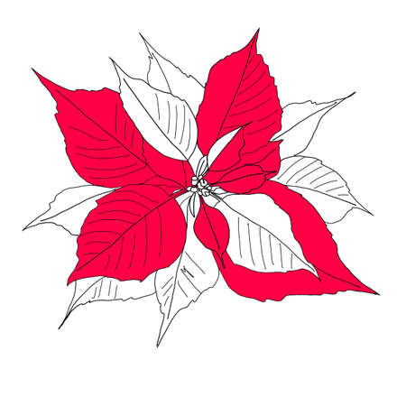 Poinsettia of hand drawn illustration, Christmas decoration plants. Great for invitation and greeting cardsの写真素材