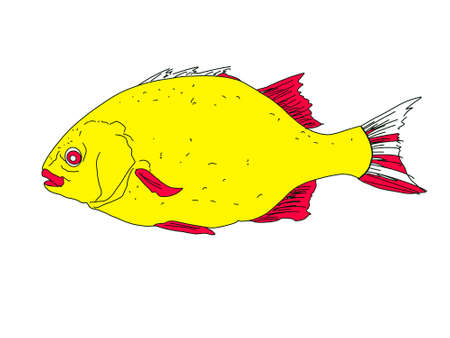 Sea food illustration, yellow fish with red fins in sketch style. Hand drawing illustration, isolated white backgroundの写真素材