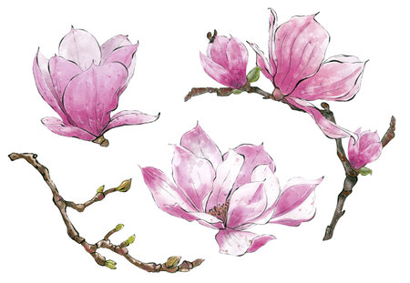 Set Watercolor branch of Magnolia flowers white background. Hand Drawing Botanical Illustrations, isolatedの写真素材