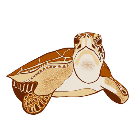 Sea turtle. Hand drawn illustration in flat style. Isolated on white background.