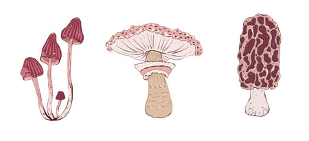 Set of mushrooms illustrations. Hand drawing illustration in cartoon style isolated on white.の写真素材