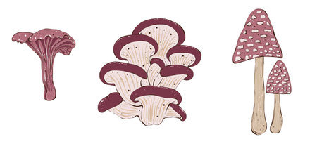 Set of mushrooms illustrations. Hand drawing illustration in cartoon style isolated on white.の写真素材