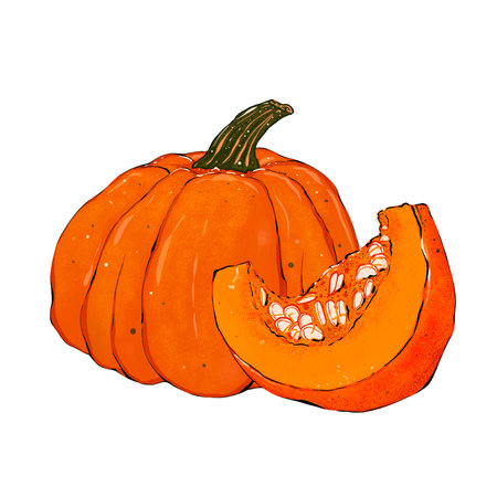 Appetizing ripe pumpkin. Vegetarian menu. Hand drawing illustrationの写真素材