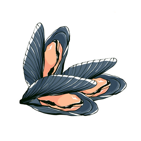 Mussels isolated on white background. Seafood hand drawing illustration in sketch style. Design...