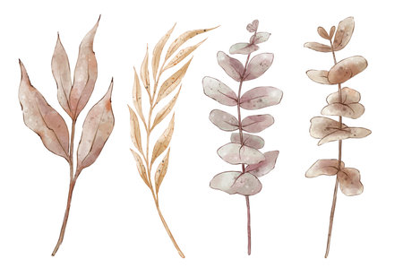 Watercolor set of greenery branches in boho style. Hand painted illustration on white background.の写真素材