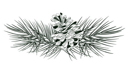 Hand drawn illustration pinecone on branch in sketch style. Botanical element in black and white, isolated on white backgroundの写真素材