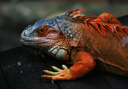 Orange iguanaの写真素材
