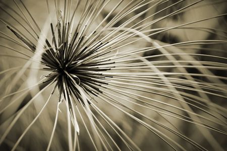 monochrome grassの写真素材