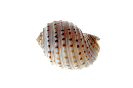 Sea shell isolated on white backgroundの写真素材