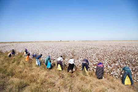 Adana / Turkey - 09/26/2014: Workers collecting cotton in the cotton field, Adana, Turkeyのeditorial素材