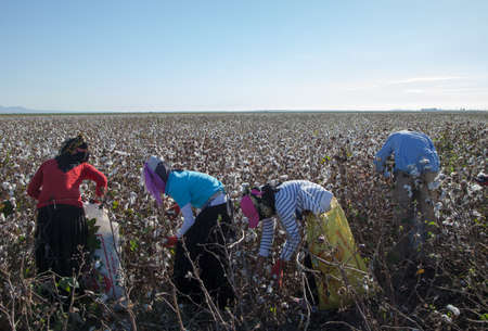 Adana / Turkey - 09/26/2014: Workers collecting cotton in the cotton field, Adana, Turkey
