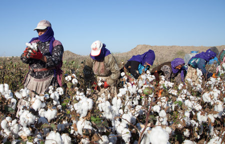 Adana / Turkey - 09/26/2014: Workers collecting cotton in the cotton field, Adana, Turkeyのeditorial素材